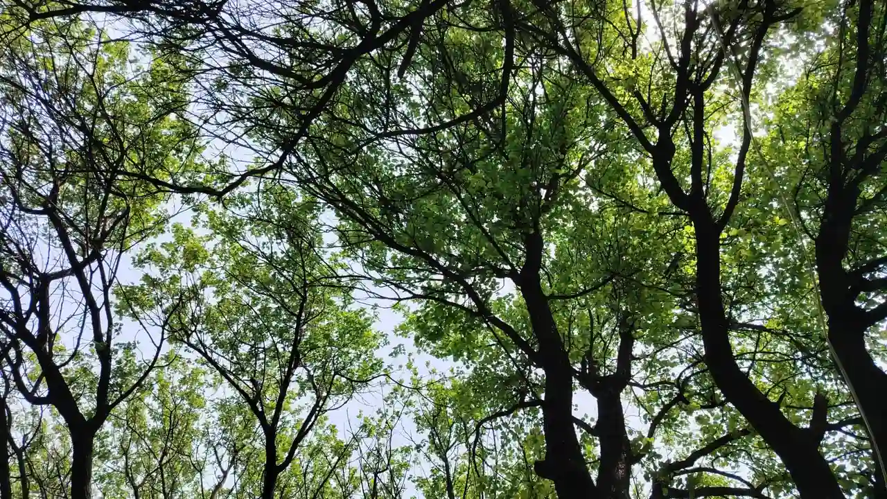 原神平民技能提升指南