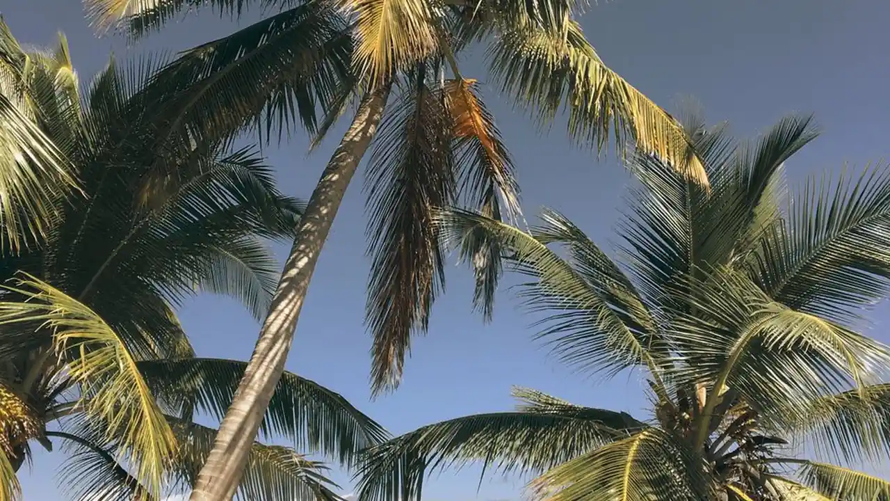 小优图片1