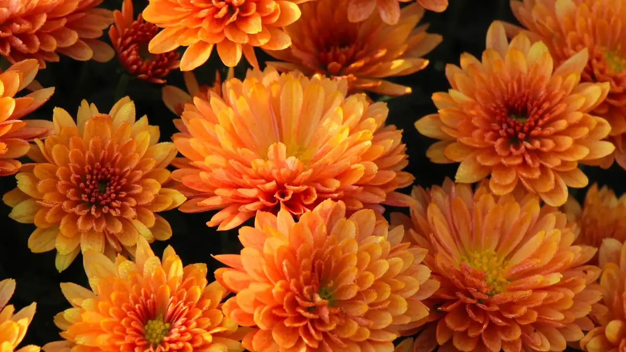 虎头山电影配图